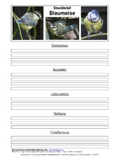 Steckbriefvorlage-Blaumeise-2.pdf